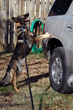A trained dog searches a vehicle for drugs in Chicago's Northern Suburbs