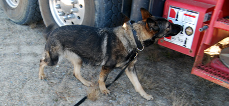 Dog searches a large drug for illegal drugs