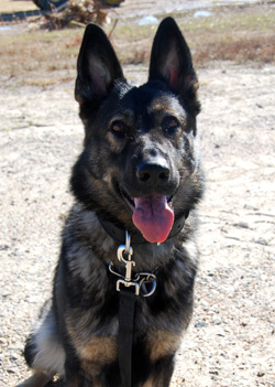 German Shepherd is part of a Certified Drug Detection Team